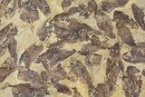 Fossil Fish (Gosiutichthys) Mortality Plate - Lake Gosiute #130099-4
